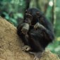 Chimps Catch On the Way Humans Do