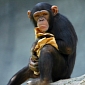 Chimps Choose Friends Based on Individual Personalities