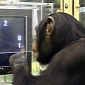 Chimps Get a Kick Out of Solving Puzzles