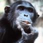 Chimps Have an Instinct for Generosity
