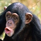 Chimps and Orangutans Can Remember Things That Happened Many Years Back