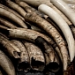 China Announces Plans to Destroy Ivory Stockpile