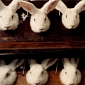 China Moves to End Cosmetics Animal Testing