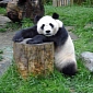 China Only Breeds Pandas for Profits, Does Little to Save the Species