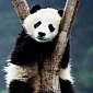 China's Quake Scared Pandas So Badly They're Refusing to Climb Down Their Trees