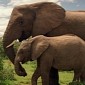 China to Spend $100M (€72M) on Protecting Africa's Elephants