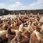 Chinese Girl Infected with Bird Flu