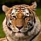 Chinese Government Secretly Encourages Tiger Trade, NGO Says