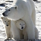 Chinese Rich Pay a Fortune to Hunt Endangered Polar Bears in Canada