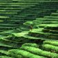 Chinese Scientists Clone Salt-Resistant Rice Gene
