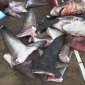 Chinese Shark Fin Soup Demand Could Exterminate Sharks During Our Lifetime