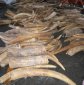 Chinese Triads Behind the Massive Slaughter of the Elephants for Ivory