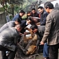 Chinese Zoo Is Forced to Shut Down After 2 Lions Escape from Their Enclosures