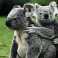 Chlamydia Outbreak Threatens the Survival of Koalas in Australia