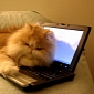 Chrome Is for Cats in the Latest Funny Chromebook Ad – Video