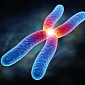 Chromosomes Are Not X-Shaped, Researchers Say