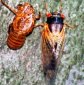 Cicada Calls Can Permanently Damage Hearing