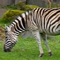 Citation, US's Oldest Zebra, Dies at Oregon Zoo