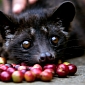 Civet Dung Coffee Now Said to Threaten the Wild Species' Survival