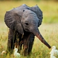 Climate Change Argued to Kill Numerous Baby Elephants