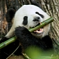 Climate Change Destroys Bamboo Forests, Threatens Global Panda Population