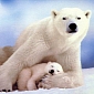 Climate Change Forces Polar Bears into Starvation, Study Finds