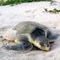 Climate Change Forces Turtles to Break Their Cycles