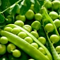 Climate Change Is Actually Quite Beneficial, More So If One Is a Pea