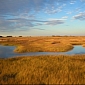 Climate Change May Be Too Much for Wetlands