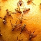 Climate Change Might Rid Us of Fruit Flies