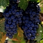 Climate Change Set to Transform the Wine Industry