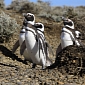 Climate Change Slowly Killing Penguins in Argentina