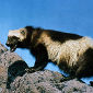 Climate Change Threatens to Kill Off Wolverines