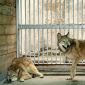 Cloned Wolves Will Mate to Test Reproductive Ability