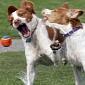 Cloning Contest to Decide Which Dog in the UK Gets to Live Again