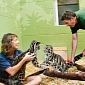 Clouded Leopard Cub at Zoo in Washington Gets a Playmate