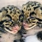 Clouded Leopard Cubs Born at Zoo Miami in the US Are Totally Adorbs