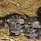 Clouded Leopard Cubs Thriving at Parken Zoo in Sweden
