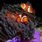 Clownfish Could Lose Their Hearing Soon