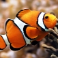 Clownfish “Talk” to Establish and Defend Their Social Status