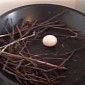 Clueless Pigeon Lays Egg in a Frying Pan