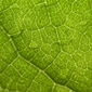 Clues about the Formation of Leaf Patterns