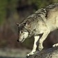 Clumsy Hunter Mistakes Grey Wolf for Coyote, Kills It