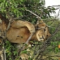 Clumsy Lion Tries to Climb a Tree, Gets Stuck in the Branches