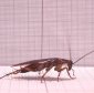 Cockroaches Found as Intelligent as Dogs!