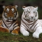 Coal Mining Threatens the Bengal Tigers in India