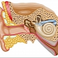 Cochlear Implants Without External Hardware in the Works