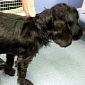 Cocker Spaniel Starved by Owners Ends Up Eating an Umbrella