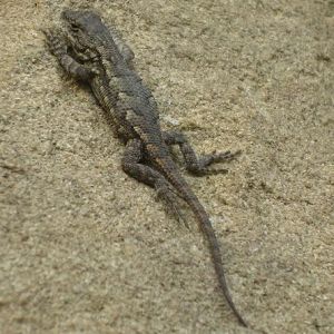 Cold Blooded Animals Have Larger Offspring in Colder Climate
