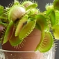 Collection of Carnivorous Plants to Go on Display in the UK